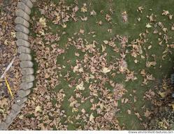 Leaves Dead